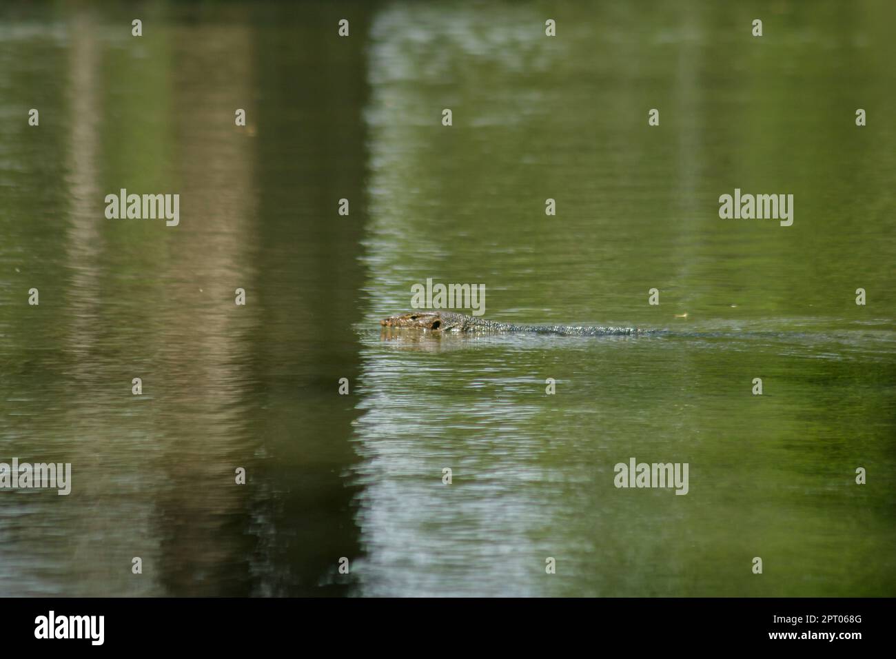 Varanus salvato dans l'eau est un reptile terrifiant Banque D'Images