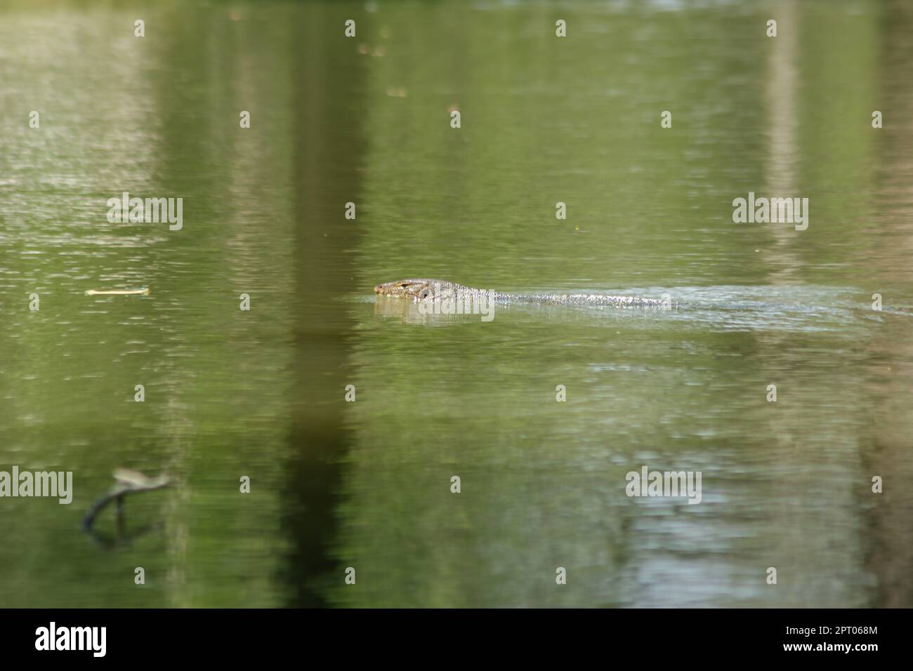 Varanus salvato dans l'eau est un reptile terrifiant Banque D'Images
