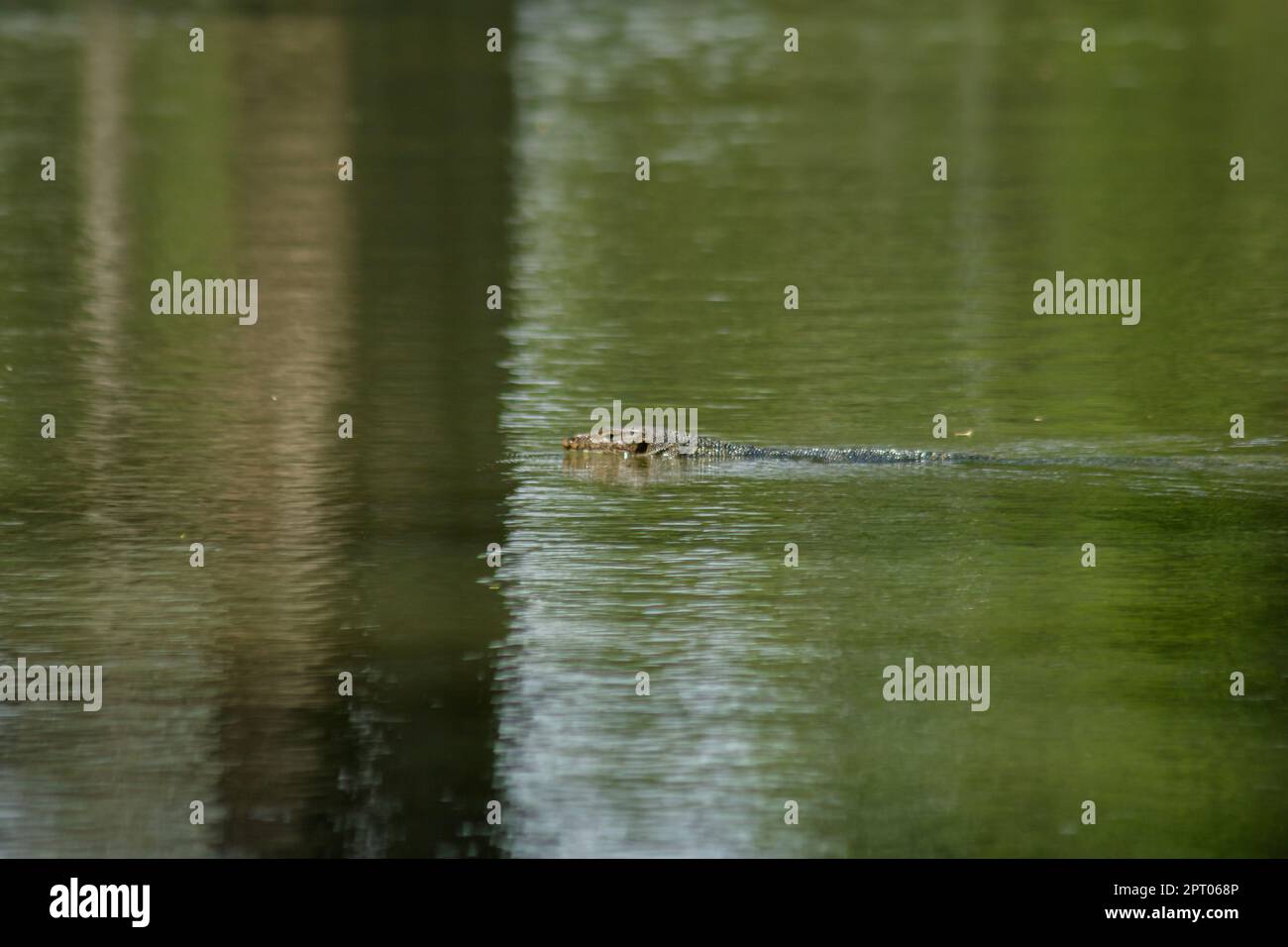 Varanus salvato dans l'eau est un reptile terrifiant Banque D'Images