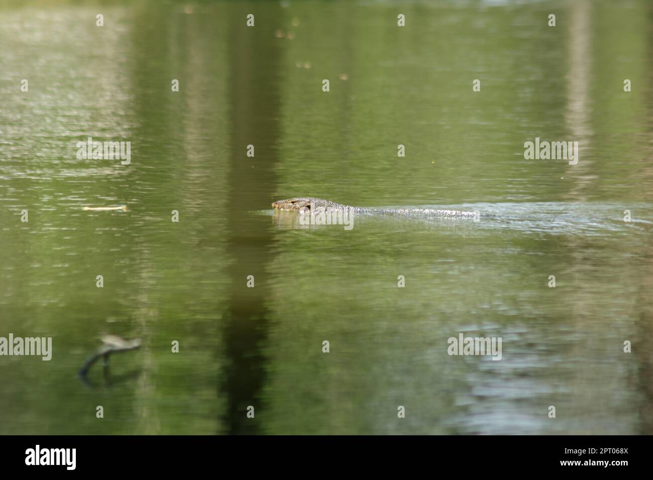 Varanus salvato dans l'eau est un reptile terrifiant Banque D'Images