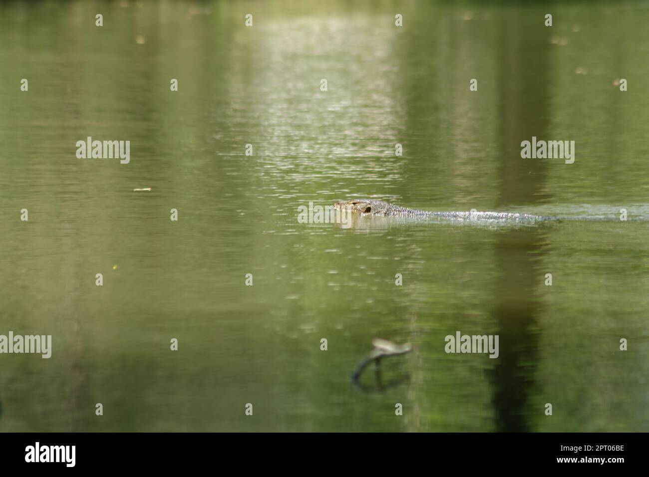Varanus salvato dans l'eau est un reptile terrifiant Banque D'Images