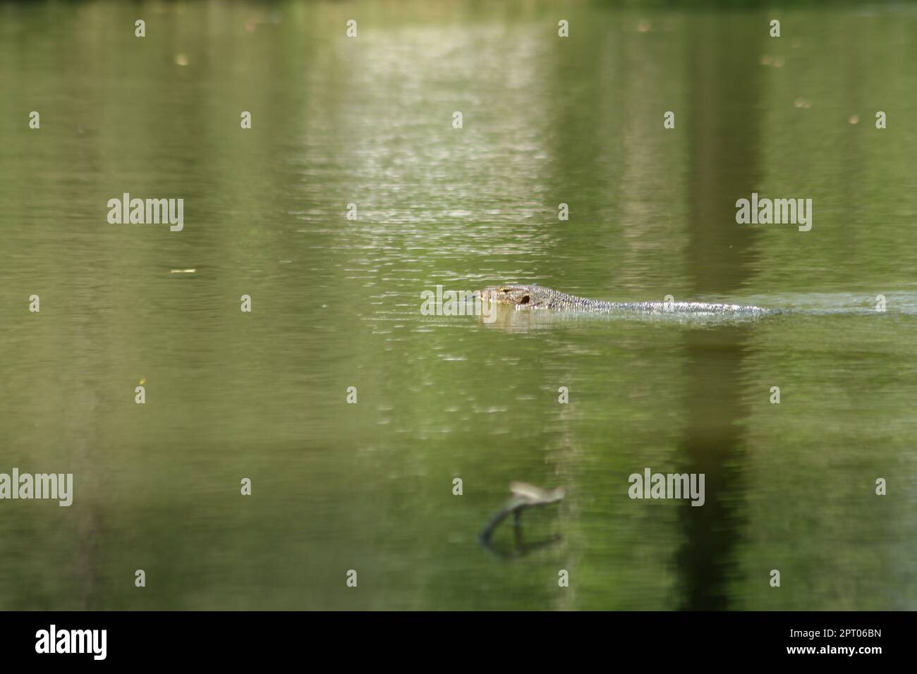 Varanus salvato dans l'eau est un reptile terrifiant Banque D'Images