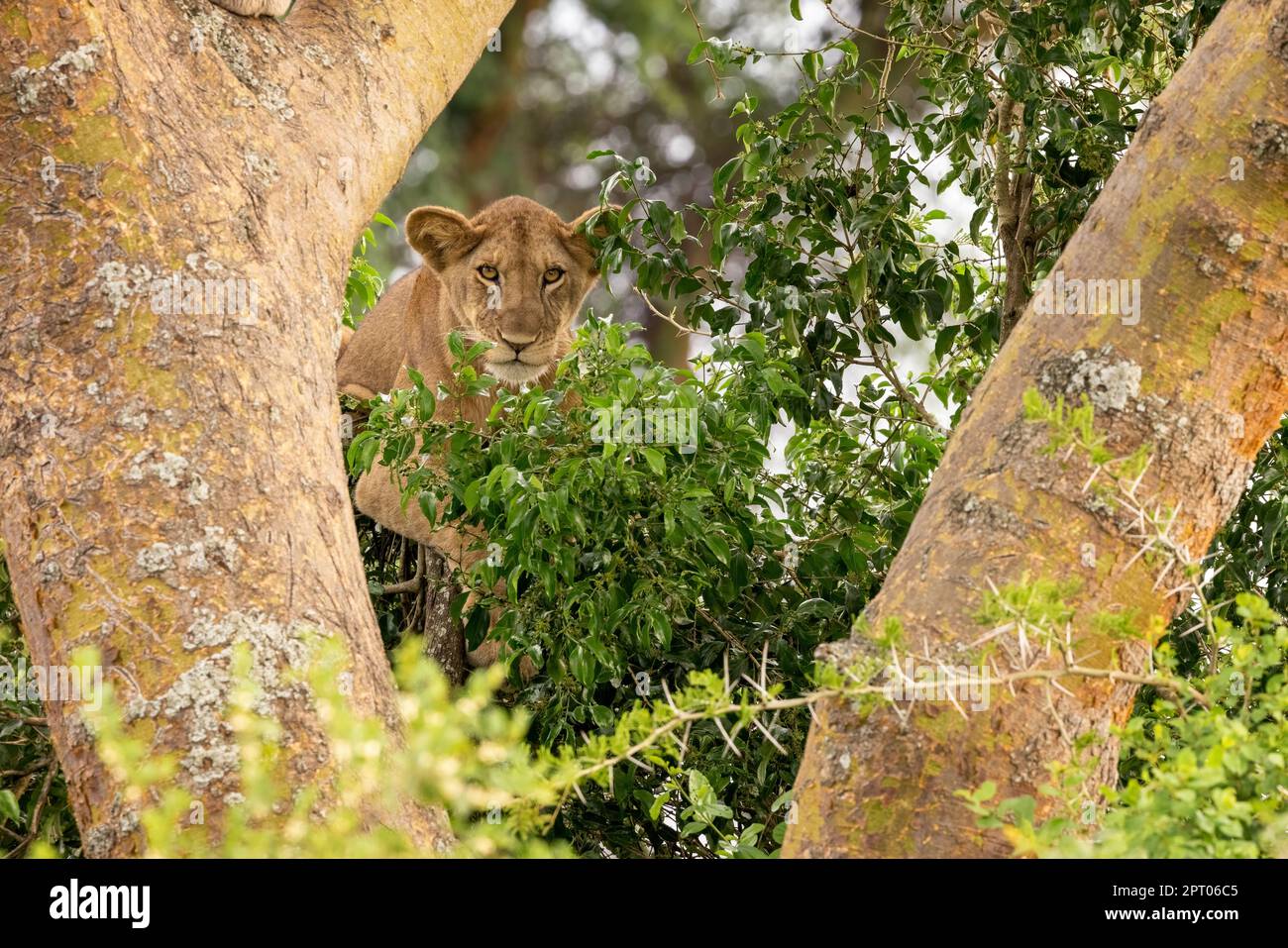 Titre : lion juvénile dans un arbre. Le secteur Ishasha du parc national de la Reine Elizabeth est célèbre pour les lions grimpants, qui grimpent pour échapper à la chaleur an Banque D'Images