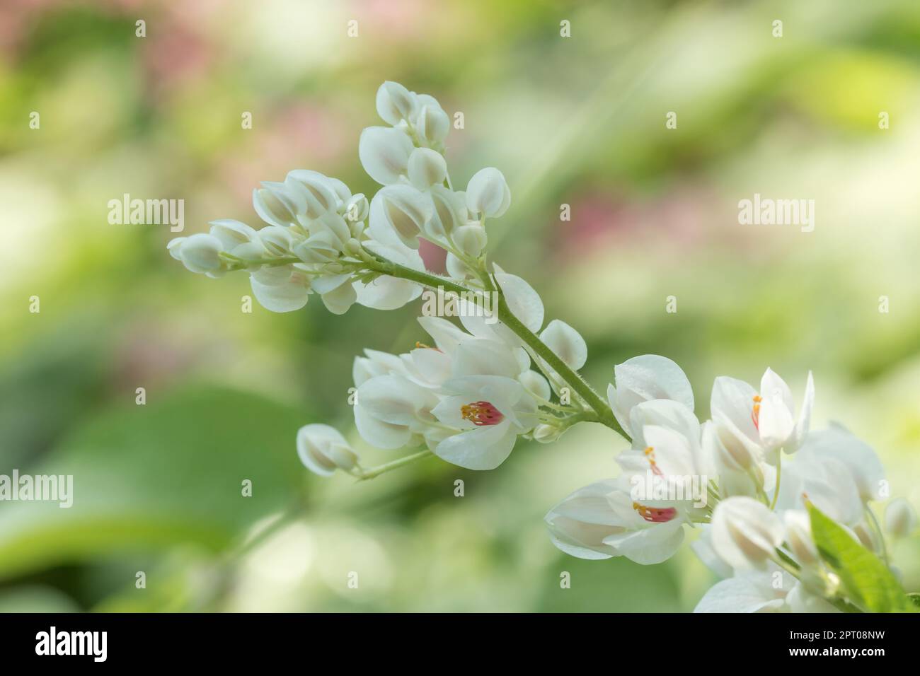 Un bouquet de fleurs blanches est un bouquet de lierre. Banque D'Images