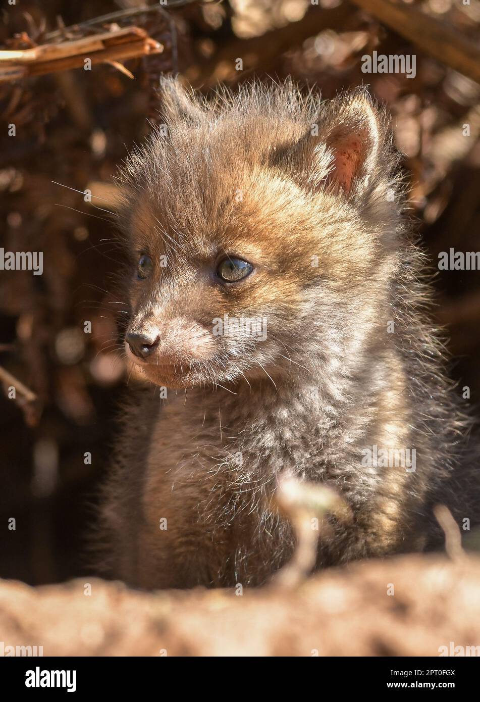 Cubs de Fox Banque D'Images