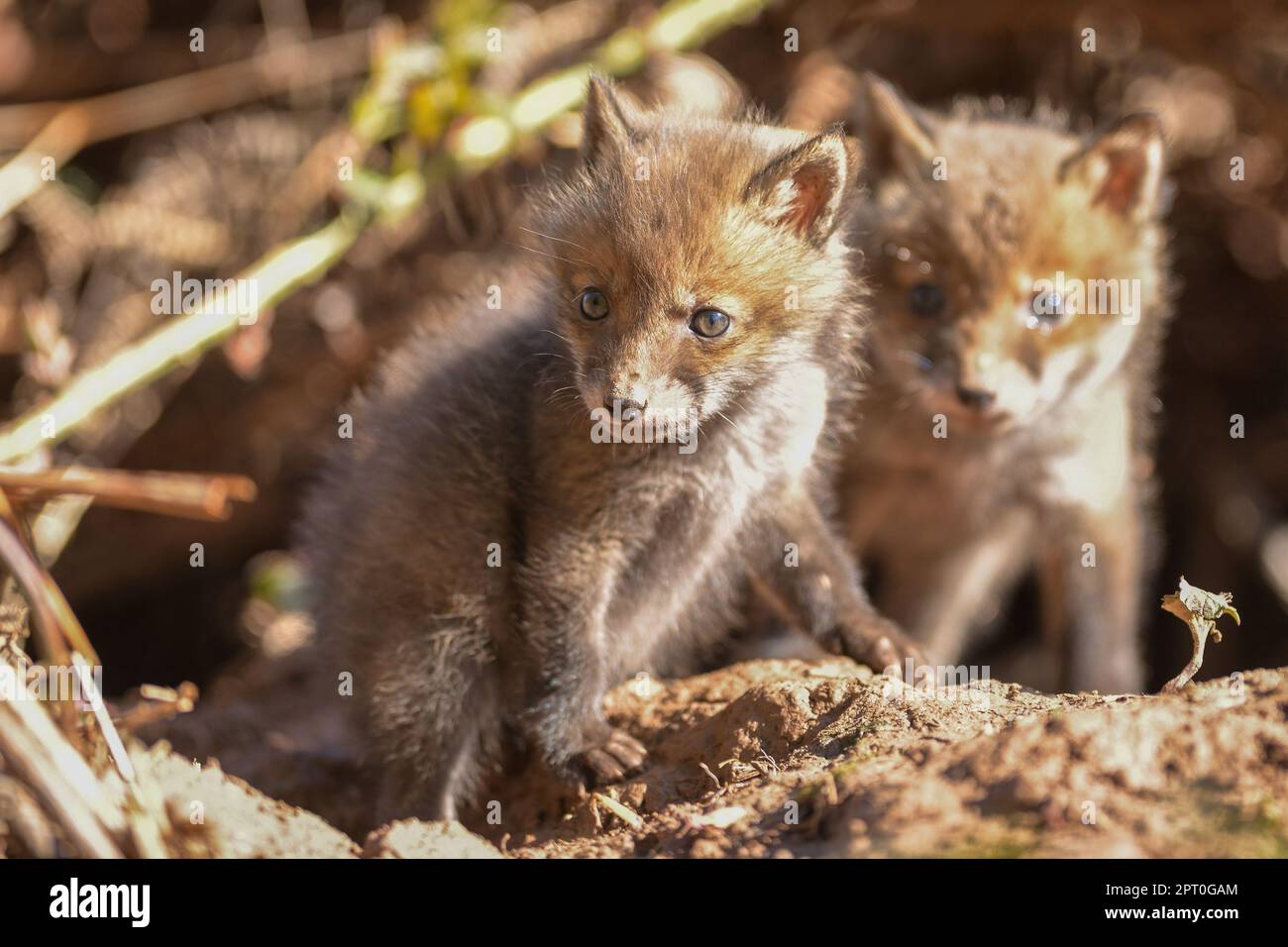 Cubs de Fox Banque D'Images