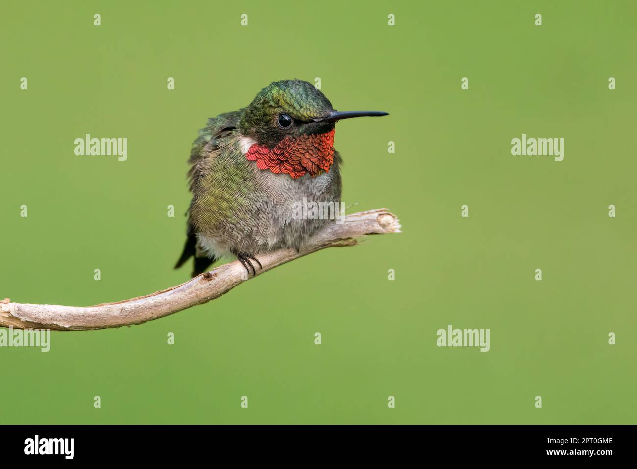 Un colibri à gorge rubis perché sur une branche Banque D'Images