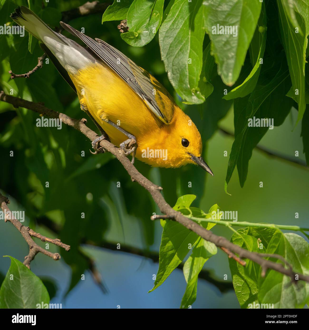 Paruline orangée perchée sur une branche. Banque D'Images