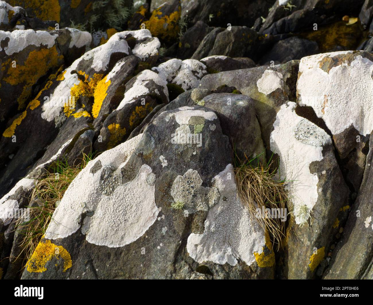 Lichen sur les rochers, port de Bunessan, île de Mull Banque D'Images