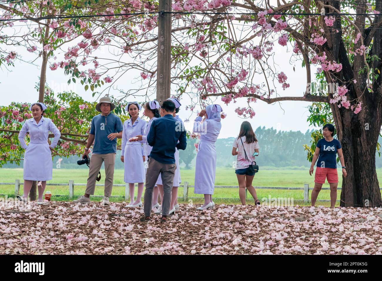 NAKHON PATHOM -THAÏLANDE, MARS 15 ,2023 : touristes non identifiés viennent visiter et prendre des photos avec de beaux trompettes roses qui fleurissent et tombent Banque D'Images