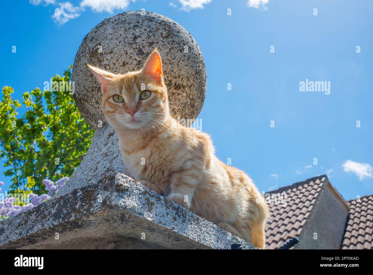 Chat tigré. Banque D'Images