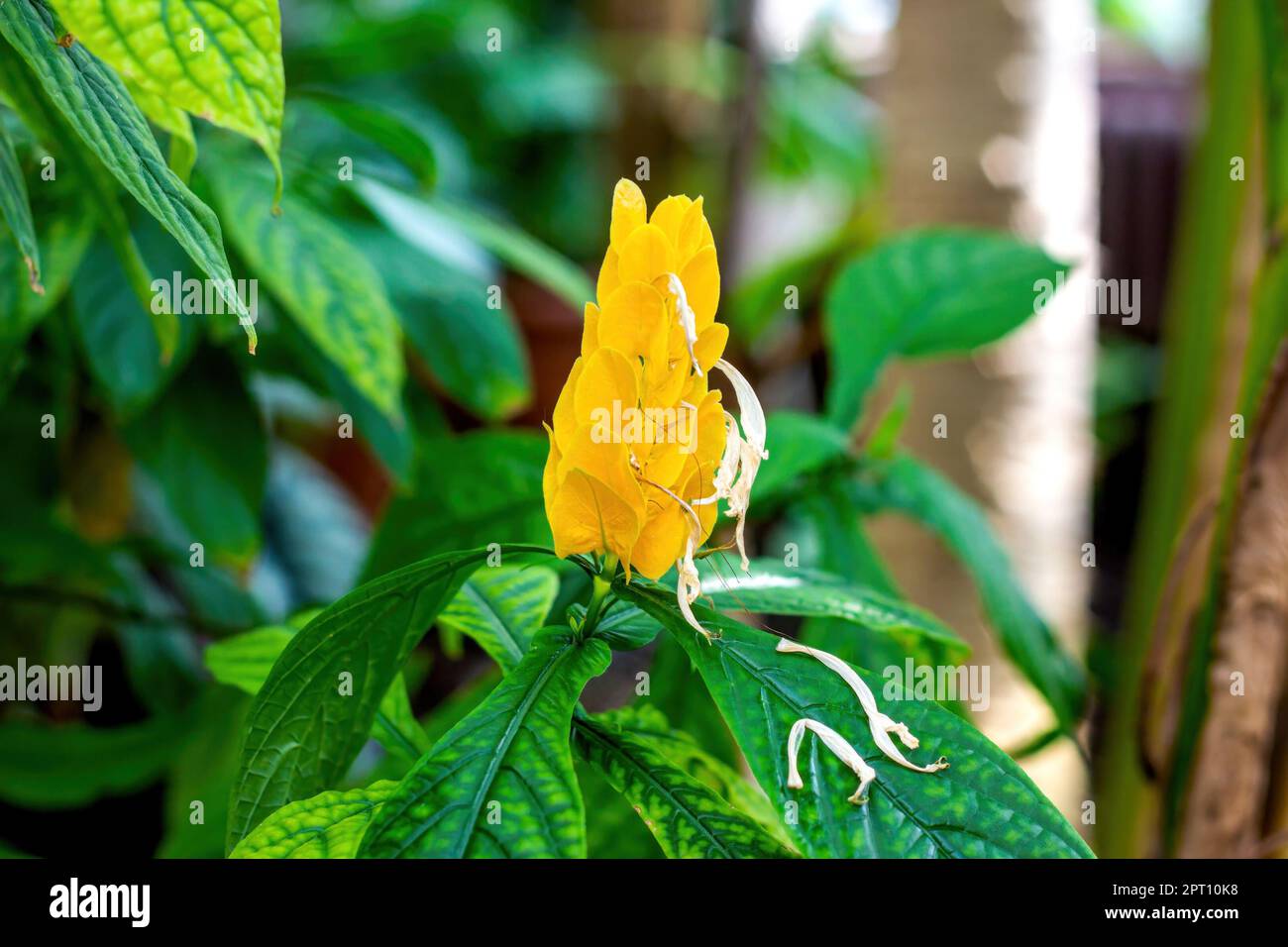 Jaune vif Pachystachys Lutea Nees (Lolypops, bougies d'or, plante de crevettes d'or, plante de Lollipop, plante de crevettes jaune) fleur avec feuilles vertes i Banque D'Images