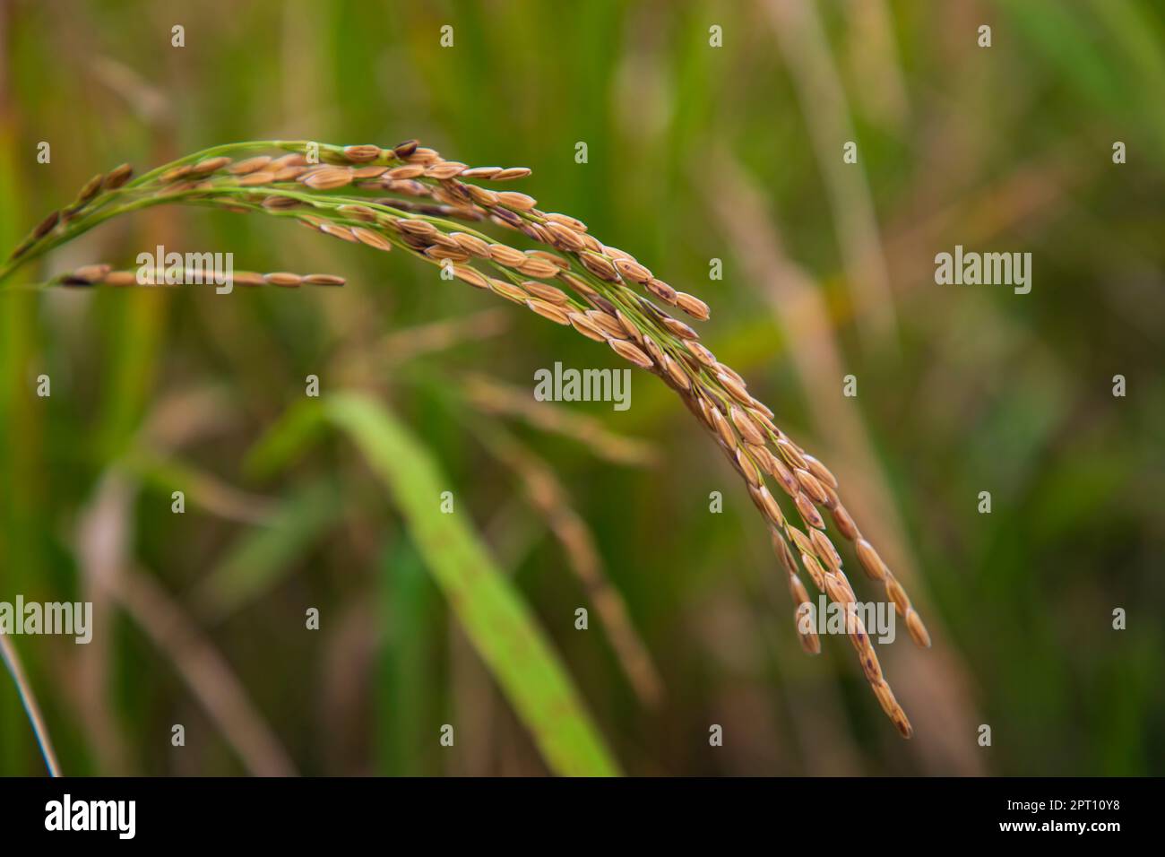 Pointe de riz mûre Golden Paddy avec fond flou Banque D'Images