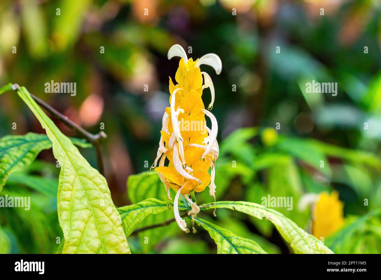 Jaune vif Pachystachys Lutea Nees (Lolypops, bougies d'or, plante de crevettes d'or, plante de Lollipop, plante de crevettes jaune) fleur avec feuilles vertes i Banque D'Images