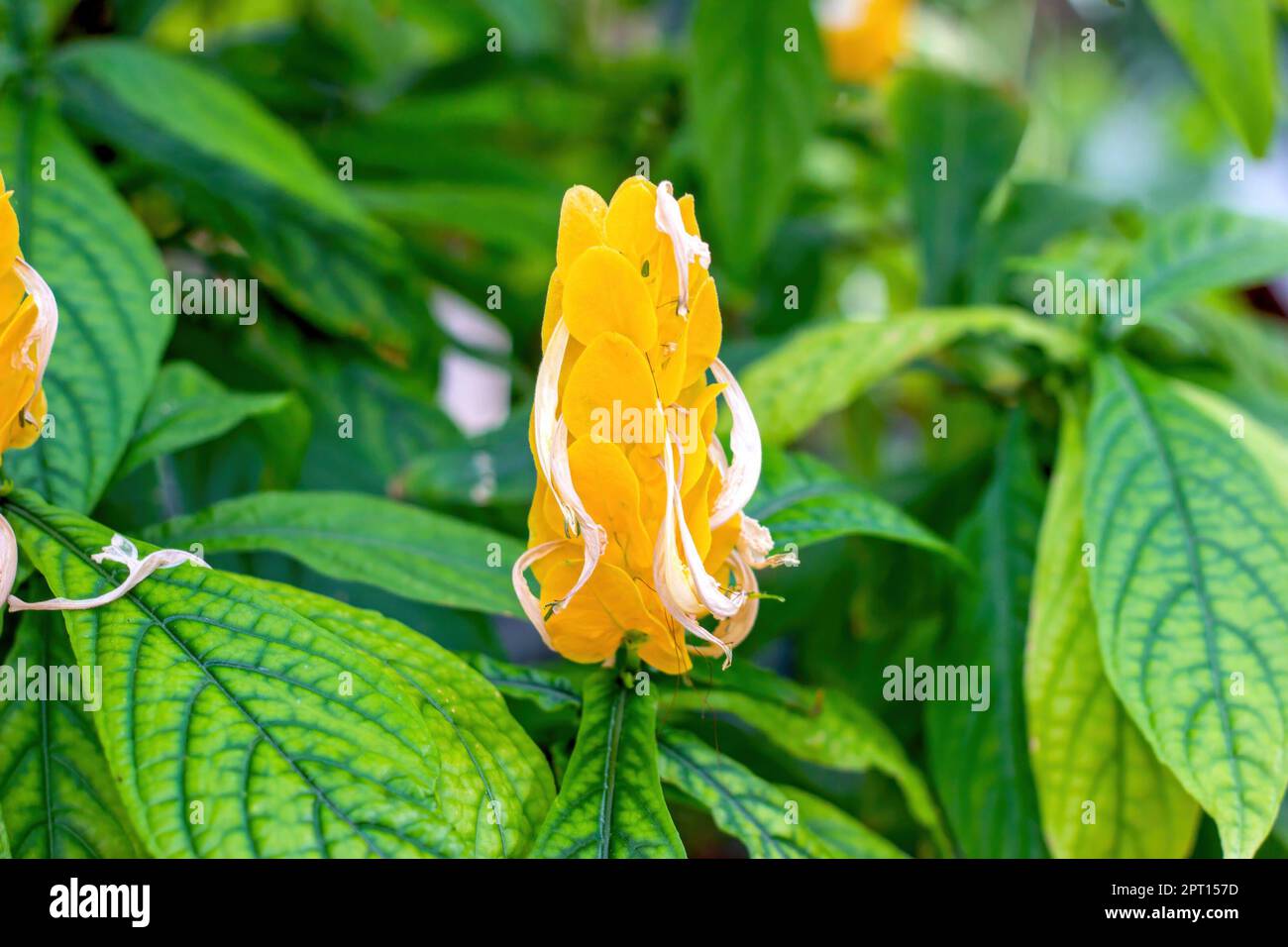 Jaune vif Pachystachys Lutea Nees (Lolypops, bougies d'or, plante de crevettes d'or, plante de Lollipop, plante de crevettes jaune) fleur avec feuilles vertes i Banque D'Images