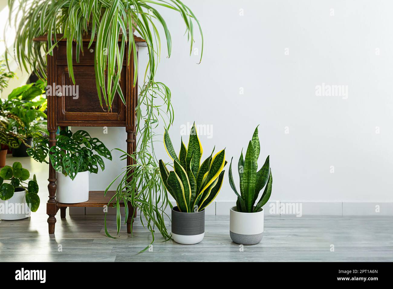 Plantes d'intérieur variete - sansevieria, chlorophytum dans la salle avec des murs légers, concept de jardin d'intérieur Banque D'Images