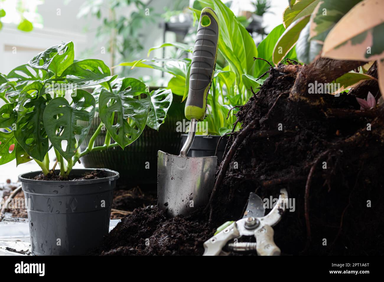 Transplantant des plantes en pots au printemps - ficus, Monstera Monkey, spathiphyllum ou paix Lily, soin des plantes et connexion avec la nature concept Banque D'Images