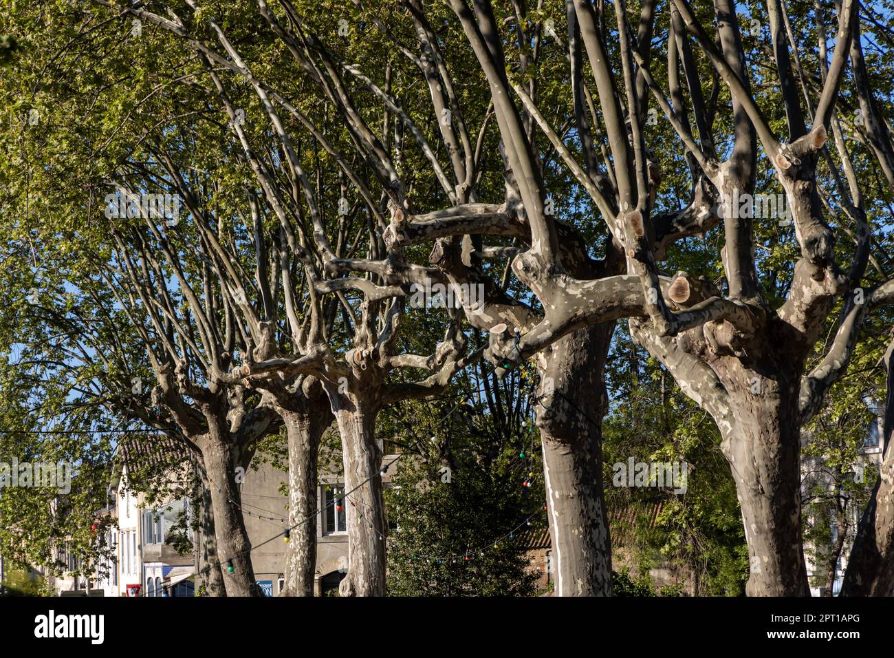 Un exemple de pollinisation française dans le village français de Bize-Minervois Banque D'Images