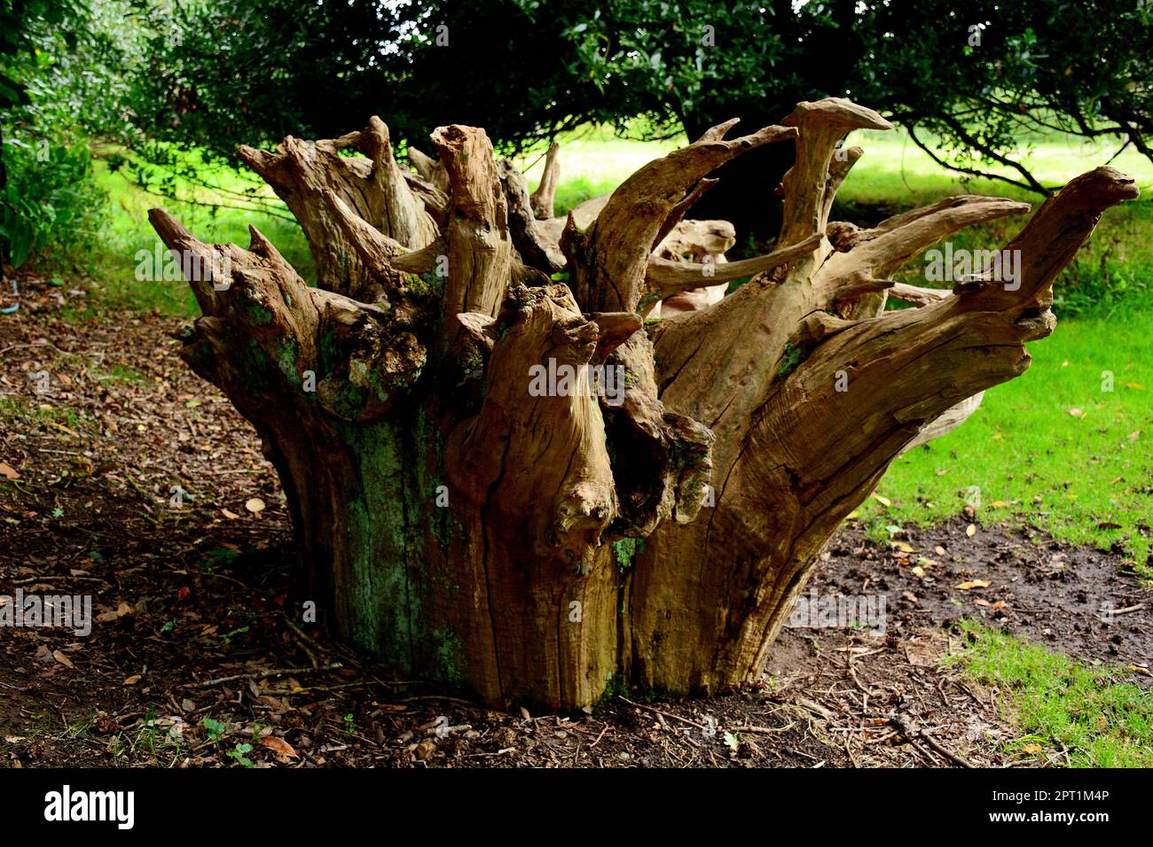 Moignon Banque D'Images