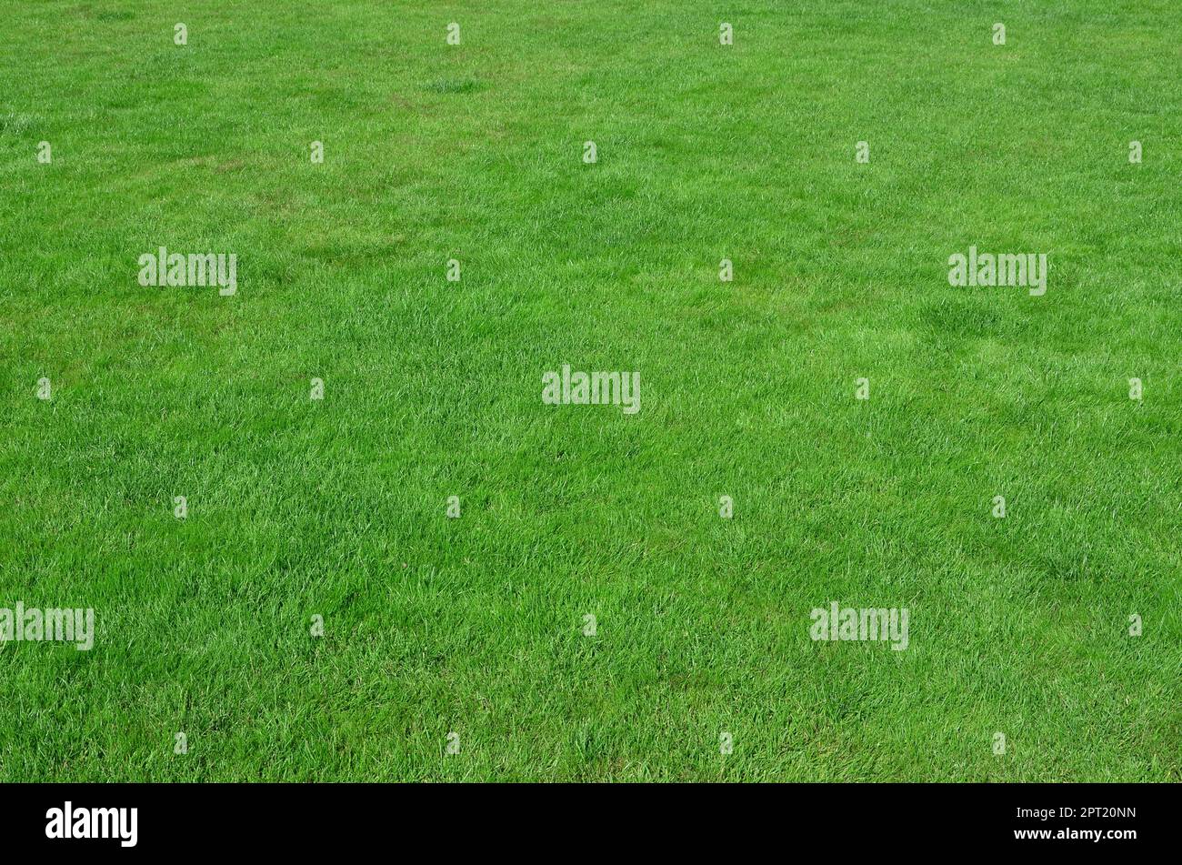 Photo du site avec même recadrée à l'herbe verte. Allée couverte de gazon ou herbe verte fraîche Banque D'Images