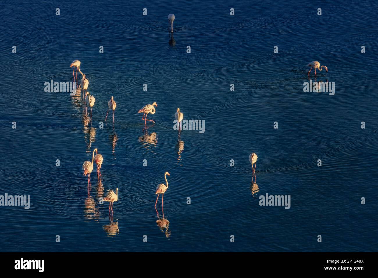 Observatoire des oiseaux comprenant les Flamingos des Salines (Paseo Las Salinas) dans la municipalité de Calp (Calpe) sur la côte méditerranéenne de l'Espagne. Banque D'Images