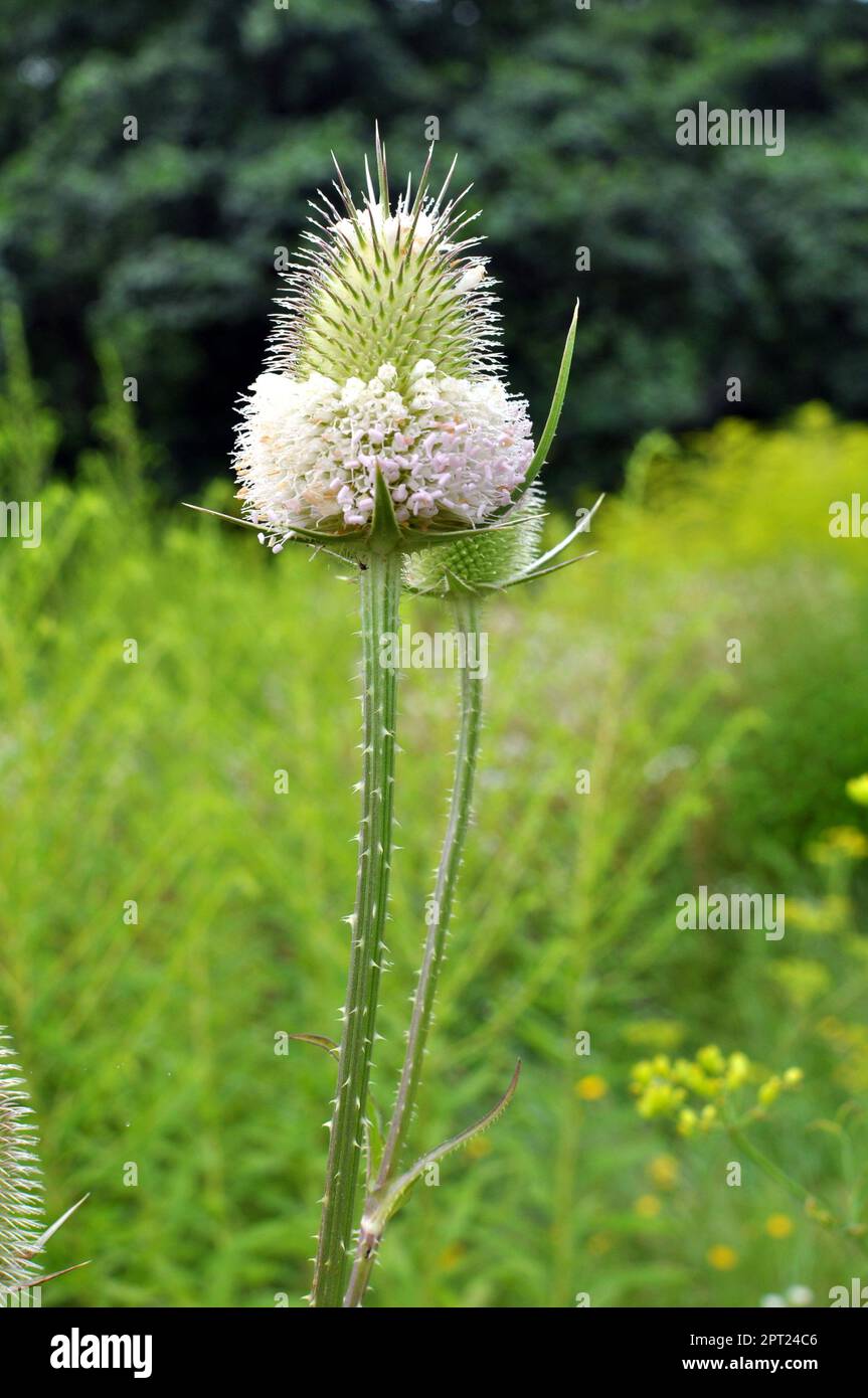 Dipsacus fleurit dans la nature en été Banque D'Images
