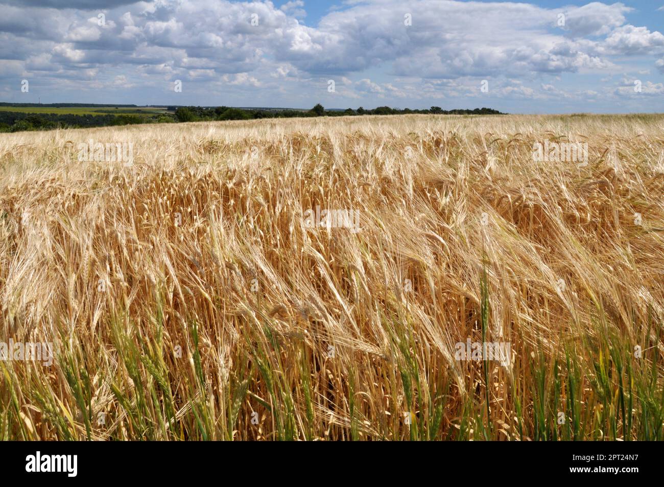 Paysage agricole d'été avec de l'orge sur un champ de ferme Banque D'Images