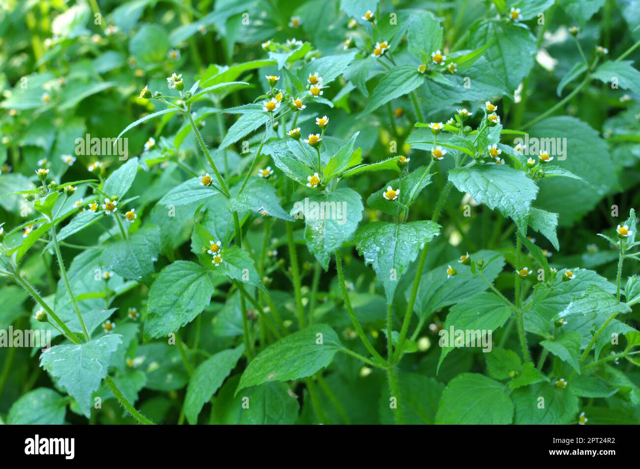 Une des espèces de mauvaises herbes fleurit dans le champ - gallinsoga parviflora Banque D'Images