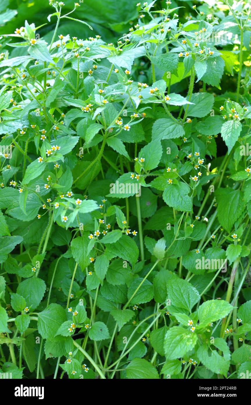Une des espèces de mauvaises herbes fleurit dans le champ - gallinsoga parviflora Banque D'Images