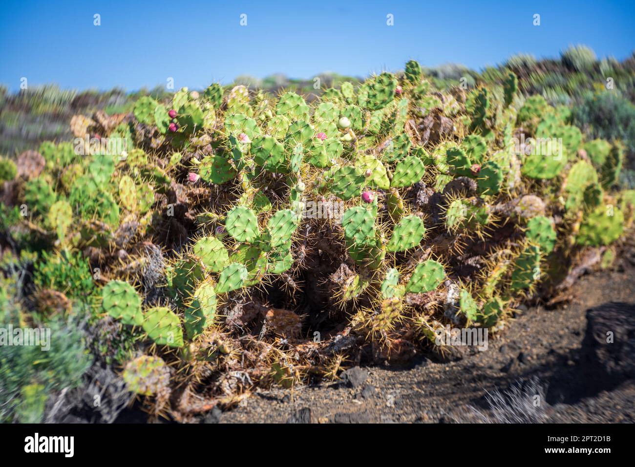 Cactus sur le plateau rocheux du Cap Teno. Ténérife. Îles Canaries. Espagne. Objectif art. Tourbillon bokeh. Concentrez-vous sur le centre. Banque D'Images