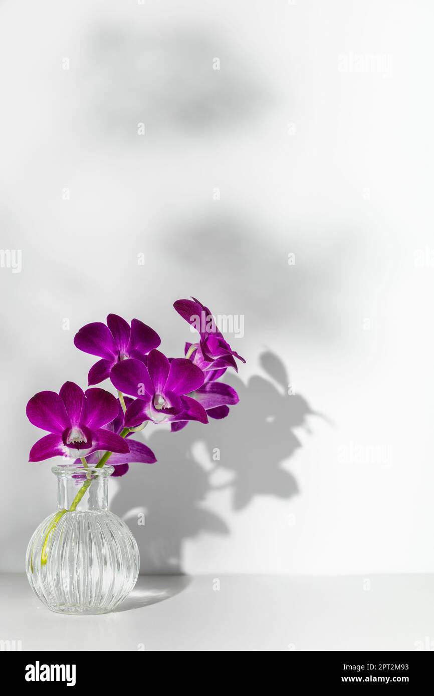 Branche en fleurs d'orchidée pourpre dans vase transparent sur fond blanc, espace libre pour copier. Silhouette de fleur et taches d'ombre floues sur le mur Banque D'Images
