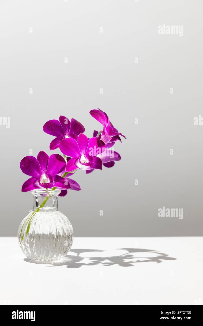 Fleurs d'orchidées verticales violettes avec tige verte en verre transparent avec ombre sur table blanche sur fond gris Banque D'Images