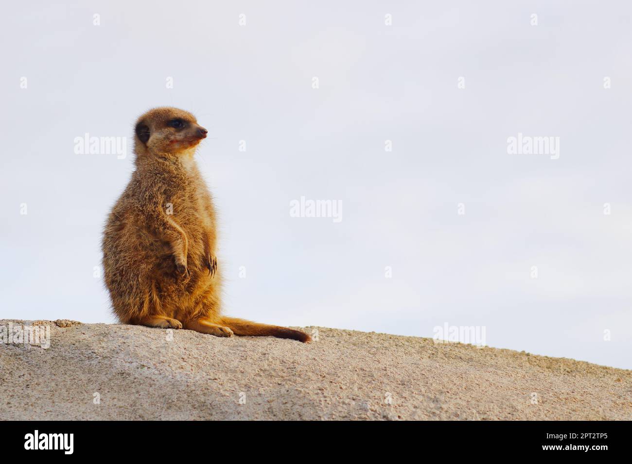 Meerkat sur un sol sablonneux (Suricata suricata) ou suricata Banque D'Images