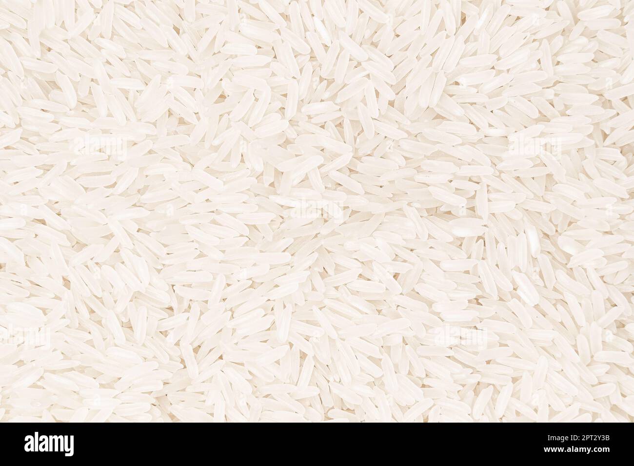 Le grain de riz, également connu comme l'aliment de base le plus consommé au monde, est un ingrédient polyvalent et nutritif qui peut élever n'importe quel plat. Que vous soyez cr Banque D'Images