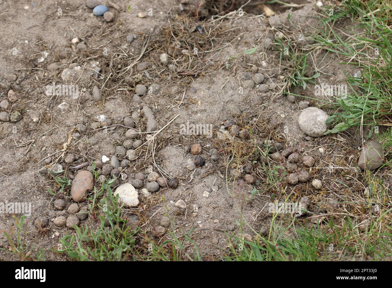 Lapin, Oryctolagus cuniculus, fèces sur sol sableux en gros plan avec cailloux de pierre et herbe floue en arrière-plan. Banque D'Images