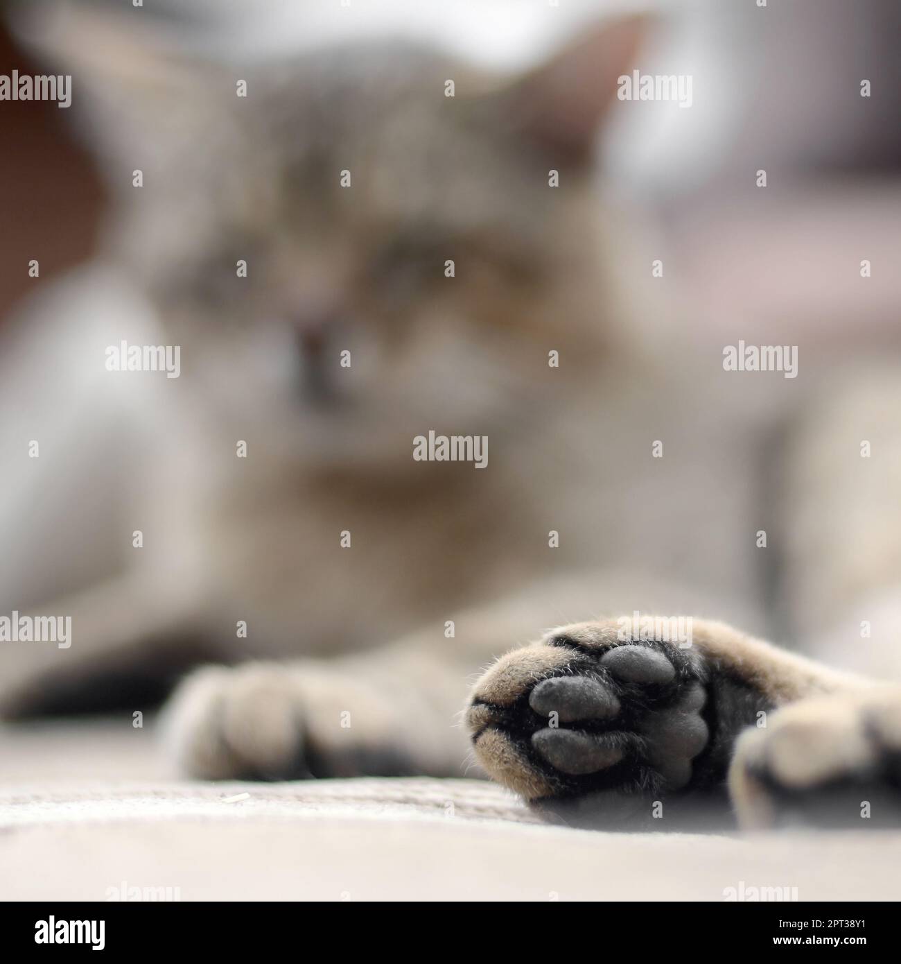 Triste chat tigré couché sur un canapé en plein air et de repos avec paw d'objectif dans l'avant-plan et le museau dans décentreriez Banque D'Images
