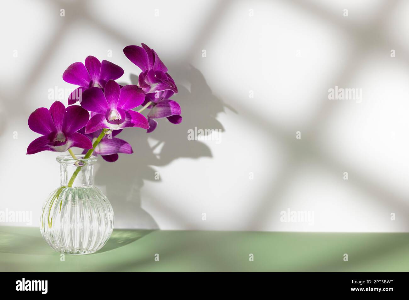 Branche en fleurs d'orchidée pourpre dans vase transparent sur table kaki, espace de copie, photo horizontale. Silhouette de fleur et maille d'ombre floue sur blanc Banque D'Images