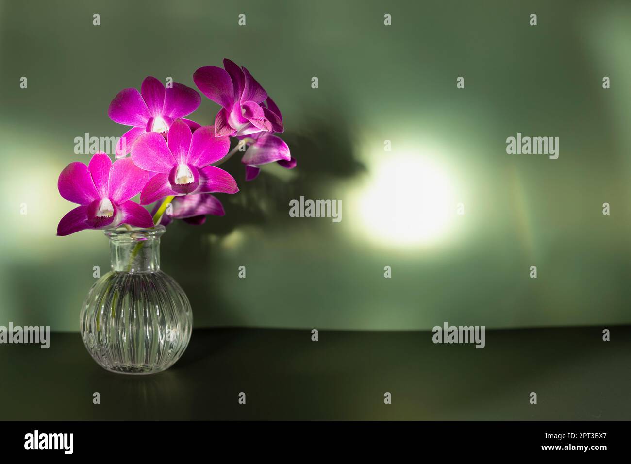Branche d'orchidée violet vif dans vase transparent sur fond vert olive, espace de copie, photo horizontale. Les rayons de lumière tombent sur la fleur Banque D'Images