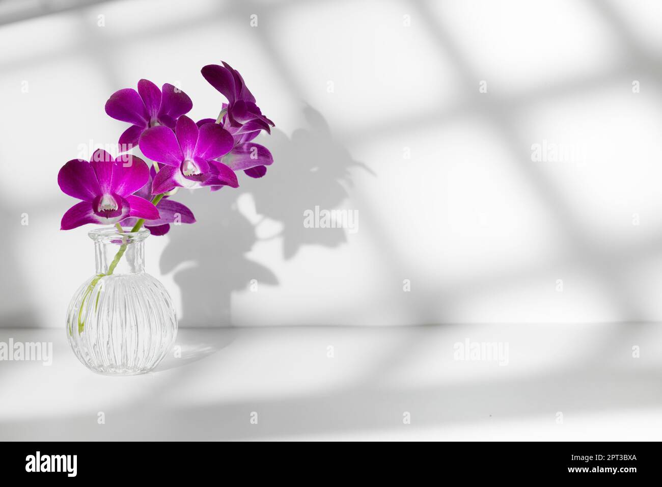 Branche d'orchidée pourpre dans vase transparent sur fond blanc avec éclairage lumineux, espace de copie, photo horizontale. Silhouette de fleur et floue Banque D'Images