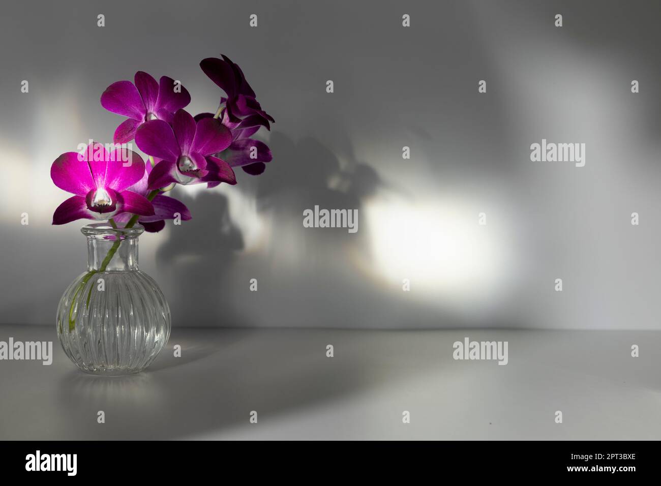 Branche en fleurs d'orchidée pourpre dans vase transparent sur fond gris ombré, espace de copie, photo horizontale. Les rayons de lumière tombent sur l'arrangement de fleur Banque D'Images
