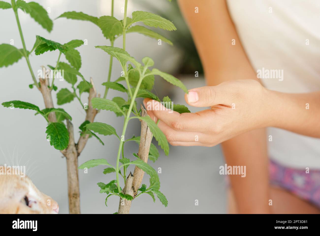 Gros plan des mains d'une fille latine, caressant les feuilles d'une plante verte avec sa main Banque D'Images