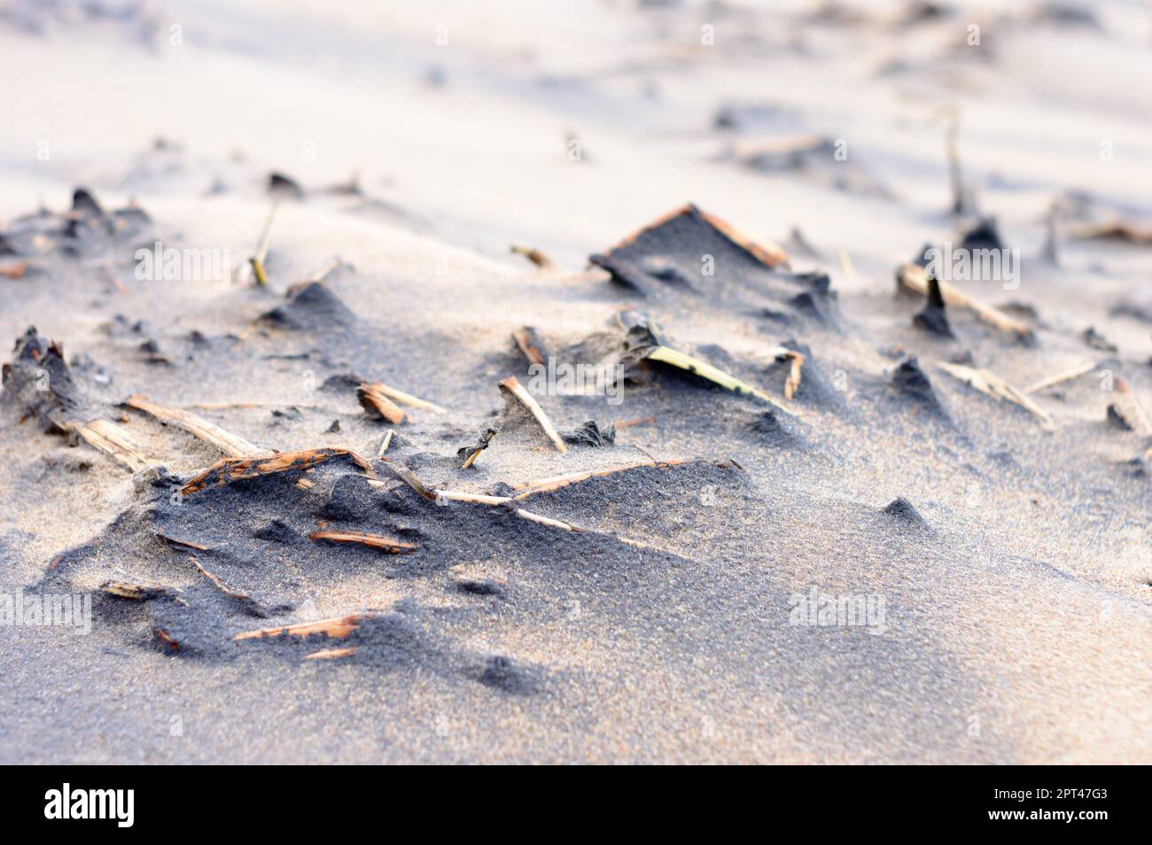 Plantes mortes dans la plage de sable de mer au coucher du soleil. Branches de plantes mortes sèches dans une zone côtière sablonneuse. Arrière-plan de la nature. Mise au point sélective. Puri Inde. Banque D'Images