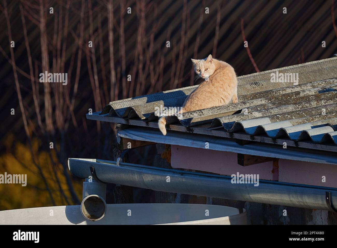 Cat se détendre sur le toit d'une maison de village Banque D'Images