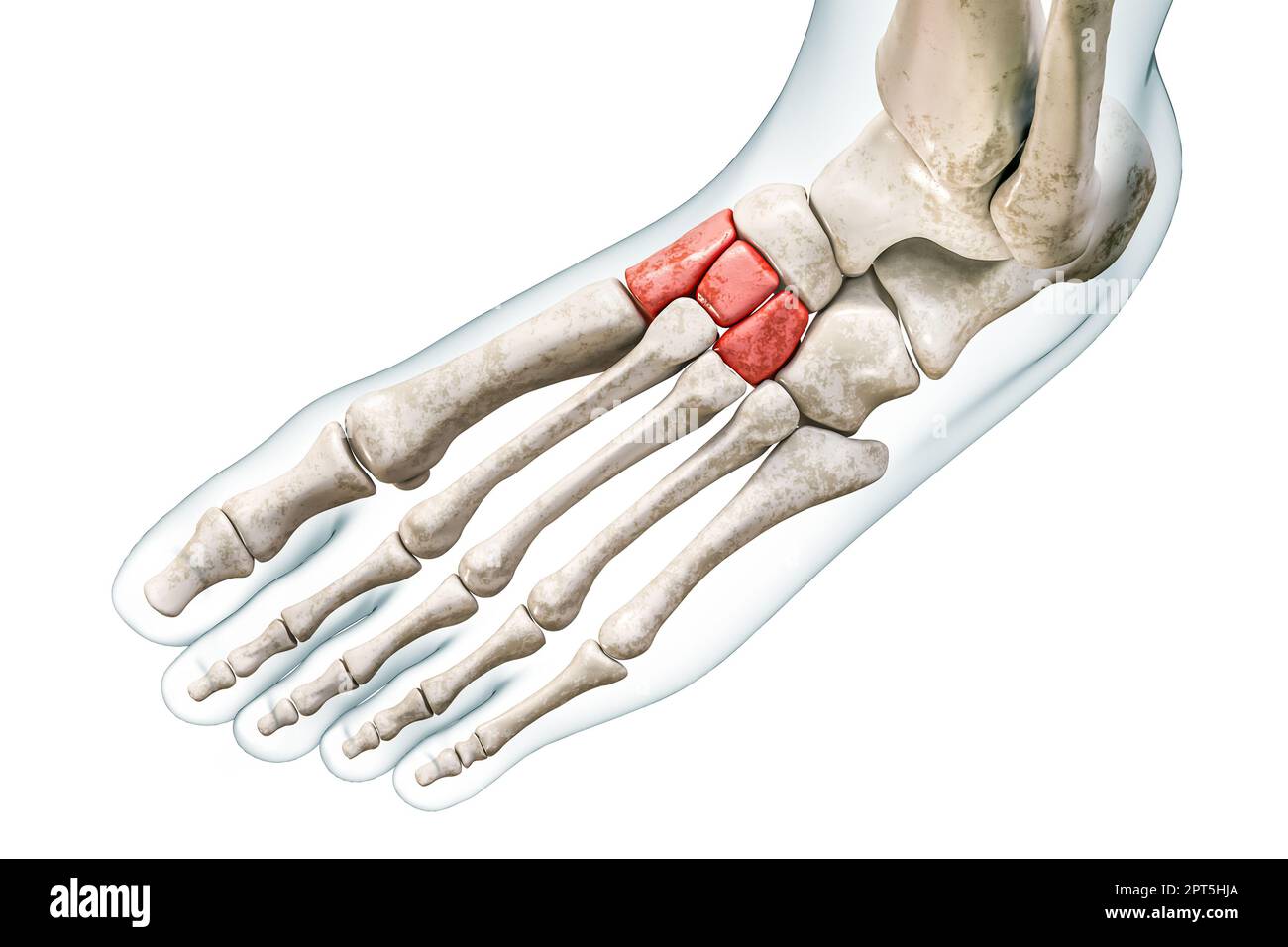 OS tarsal cuneiform en rouge avec illustration de rendu corps 3D isolée sur blanc avec espace de copie. Squelette humain et anatomie du pied, schéma médical, Banque D'Images