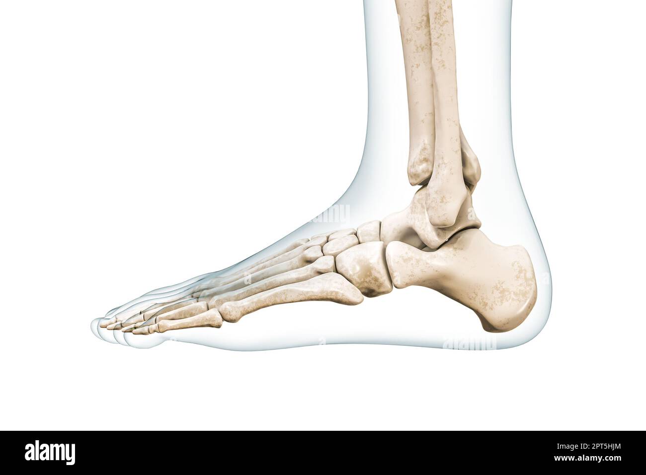 Vue latérale des os du pied avec contours du corps 3D illustration de rendu isolée sur blanc avec espace de copie. Squelette humain et anatomie de la cheville, diagnostic médical Banque D'Images