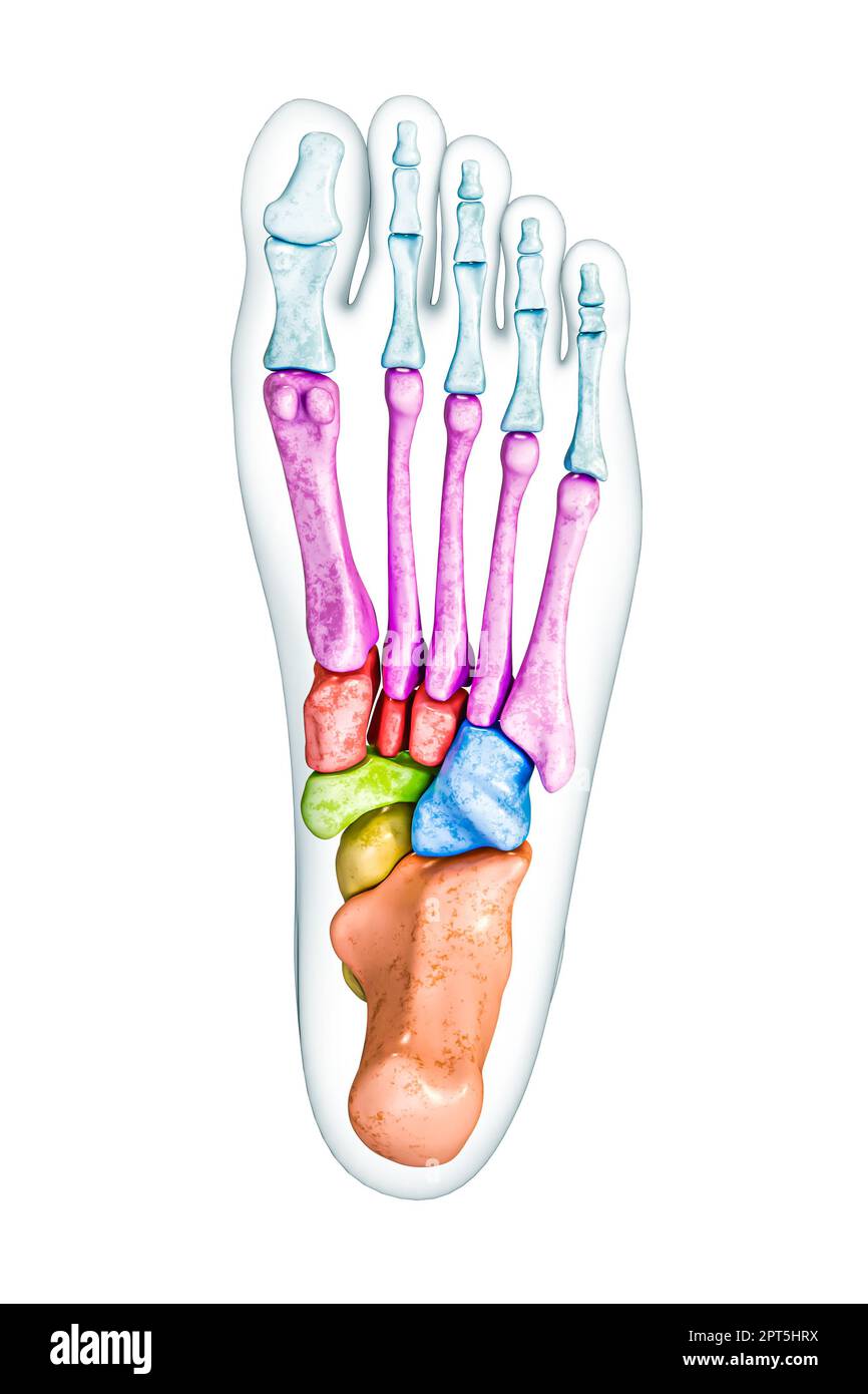 Vue inférieure ou plantaire des os du pied étiquetée avec des couleurs avec l'illustration de rendu corps 3D isolée sur blanc avec un espace de copie. Squelette humain ou skele Banque D'Images