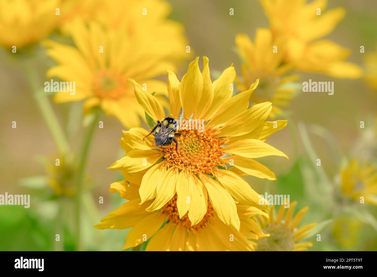 Bumblebee sur la fleur de Balsamroot, parc provincial du lac Kalamalka, Vernon (Colombie-Britannique), Canada Banque D'Images