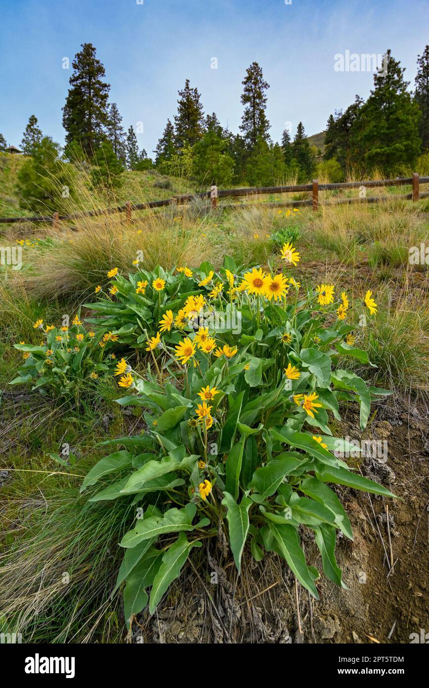 Fleurs de la Balsamroot d'Arrowleaf, parc KNOX Mountain, Kelowna, vallée de l'Okanagan, Colombie-Britannique, Canada Banque D'Images