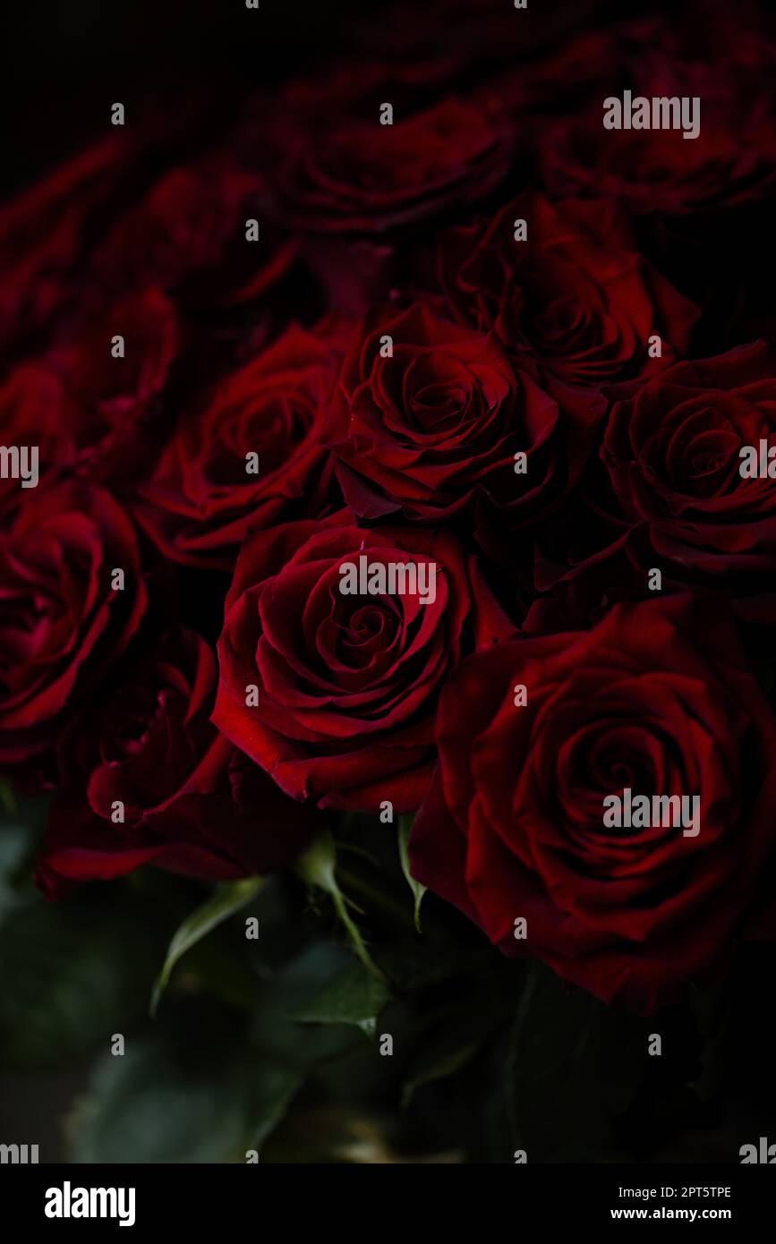 Un magnifique bouquet de belles roses rouges Banque D'Images