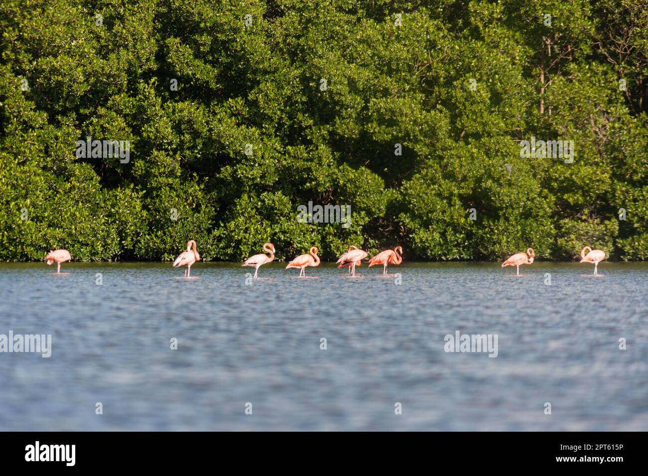 Flamangos (Phoenicoptéridae), Laguna de Guanaroca, Cienfuegos, Cuba Banque D'Images